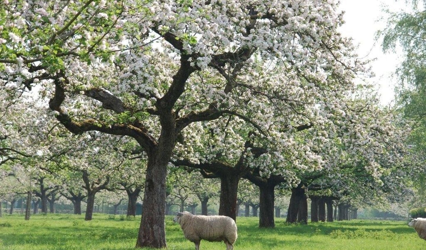 De Hordenboomgaard in volle voorjaarsbloei en ... op z'n mooist