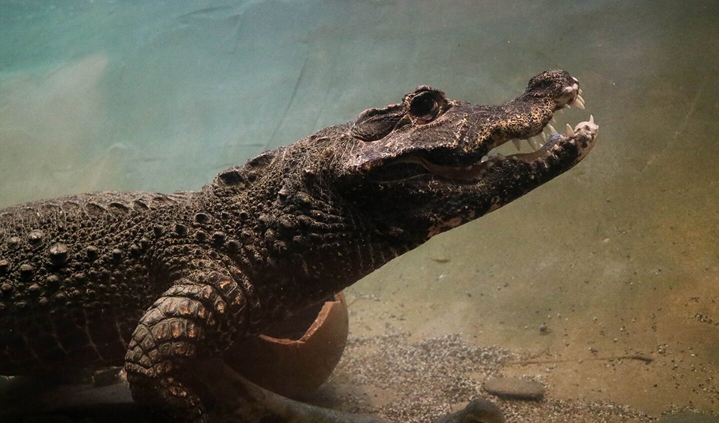 Krokodil in DierenPark Amersfoort