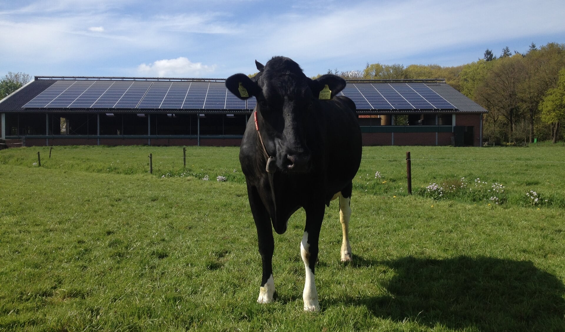Koe in de wei, stal met zonnepanelen