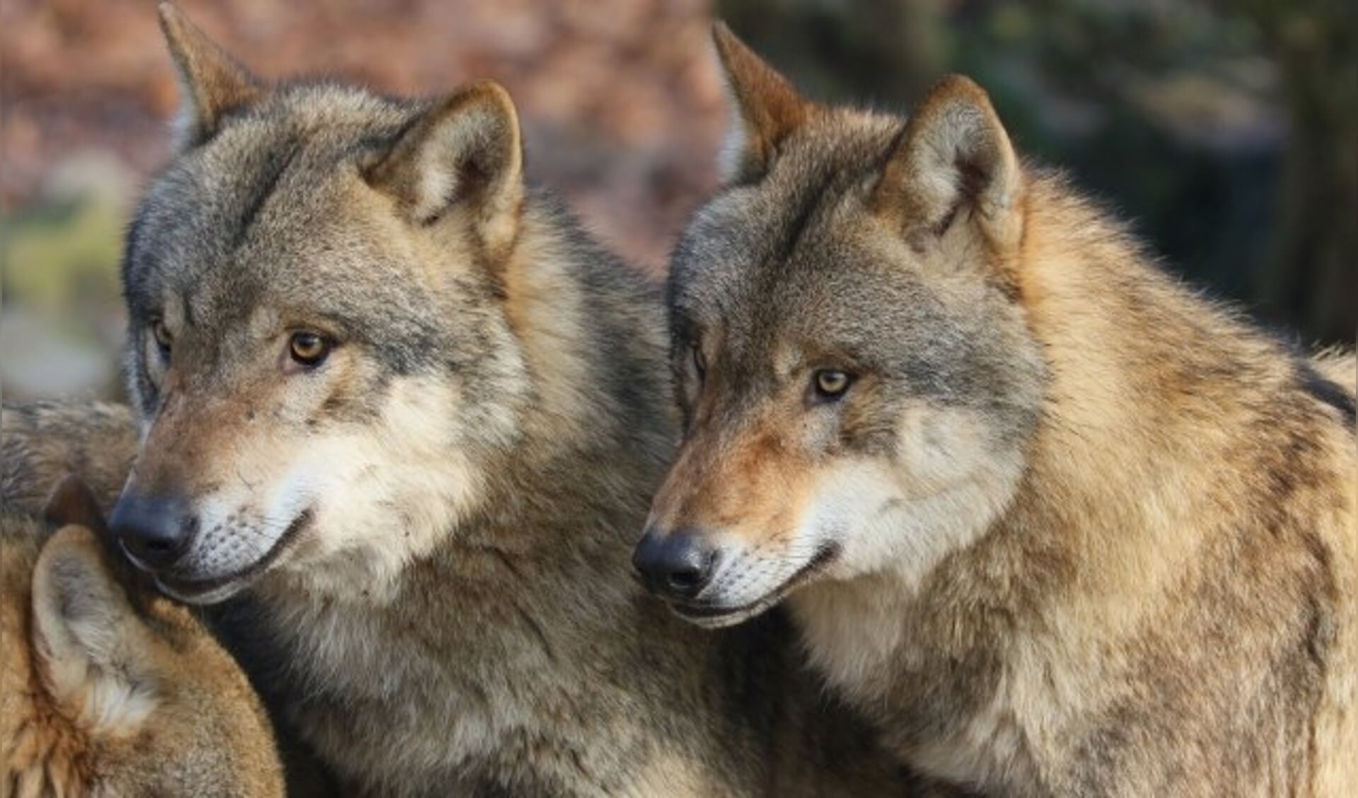 Twee Europese wolven