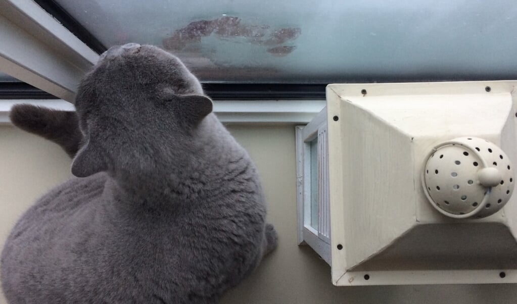 Kat Link mag weer een winter de condens van de ramen likken in zijn Vestiawoning.