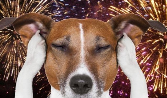 De meeste honden kunnen dit niet!