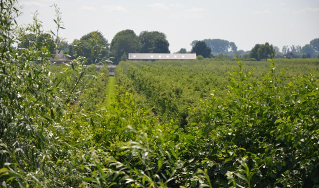 De plek waar het zonnepanelenpark moet komen.