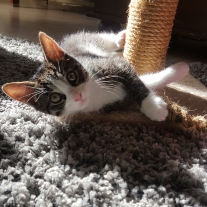 Vermiste kater Duifhuis Nijkerk