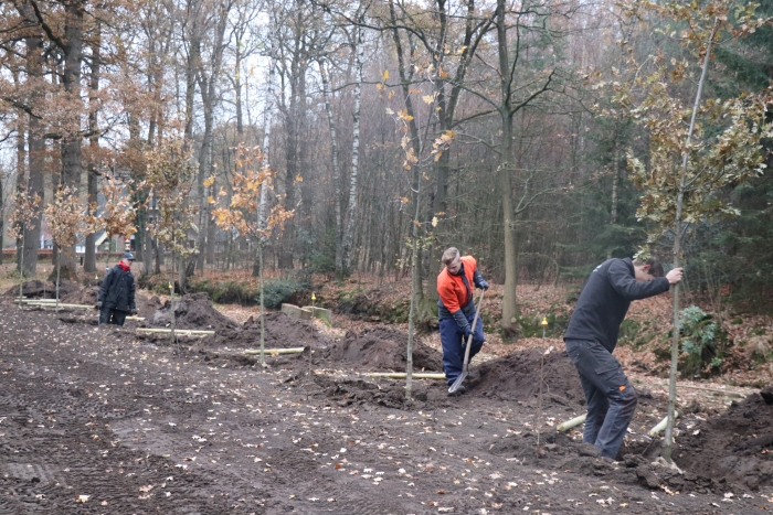 bijzondere eiken op Landgoed Maarsbergen