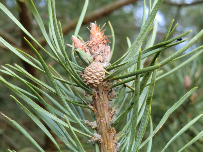 o dennenboom...ben jij echt een kerstboom?