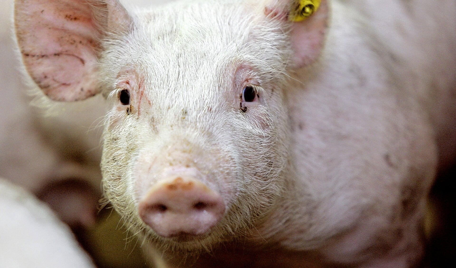 De Gemeenteraad zegt tegen de uitbreiding van de Leersumse varkensstal te zijn