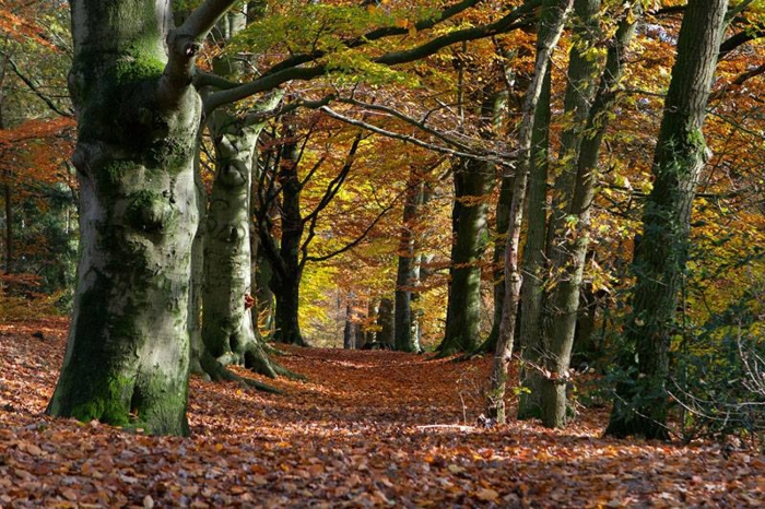 Fraaie beukenlanen in het Amerongse Bos
