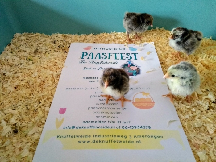 Paaskuikens Knuffelweide