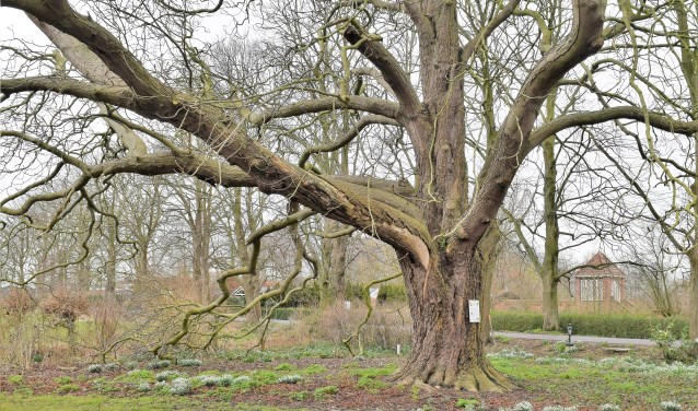 De zeker 110 jaar oude boom.
