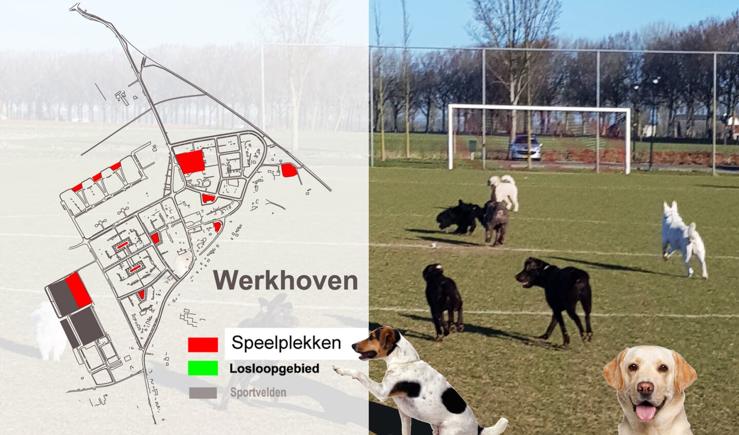 Honden op het voetbalveld bij gebrek aan losloopgebieden (bron: gemeente Bunnik).