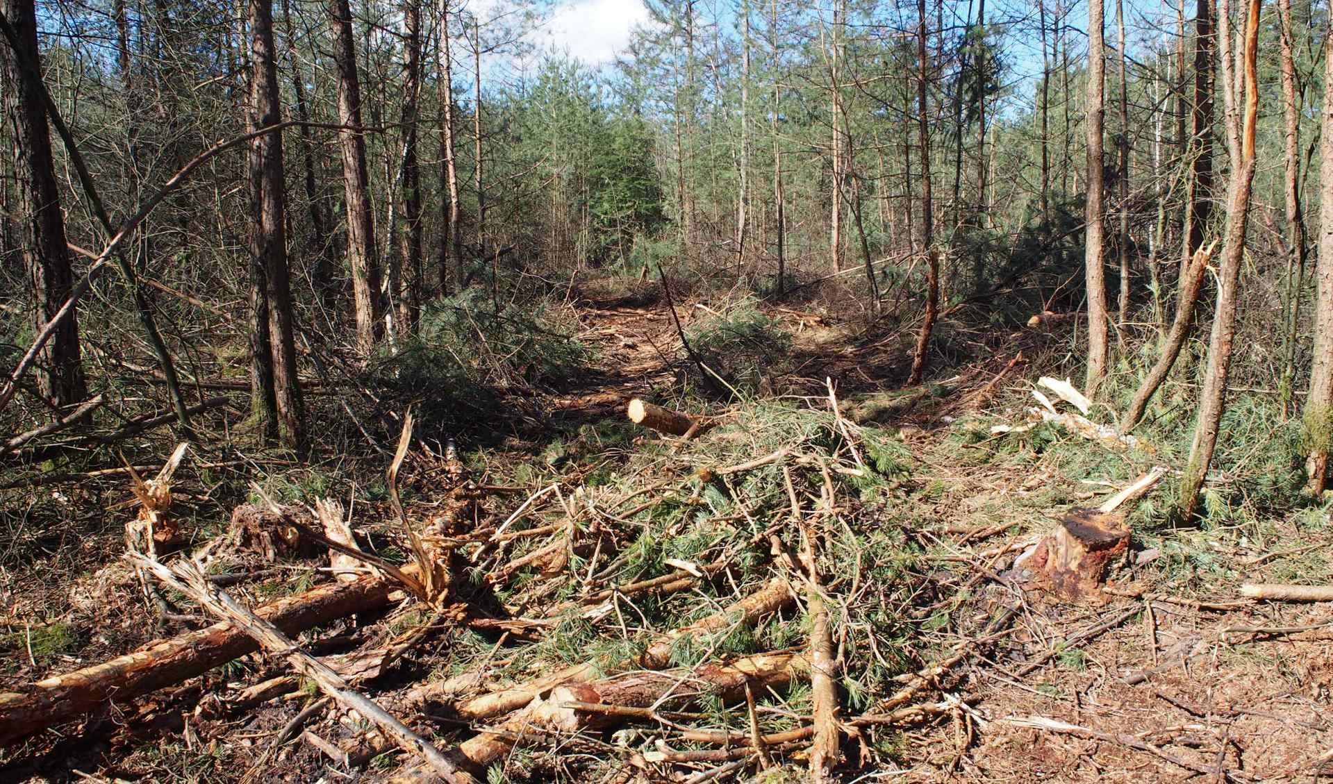 De brede sporen van de harvesters en veel resthout; het is een 'takkenbende' in het bos vinden velen.     