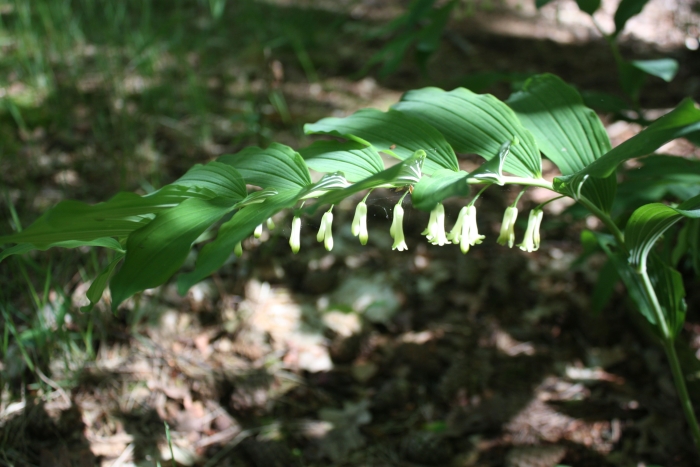 hoe heet deze prachtige plant?