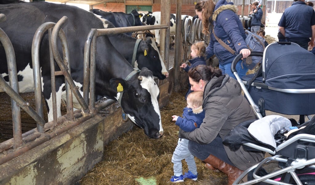 Knuffelen met de koeien bij De Brienenshof