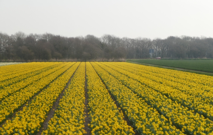 Een van de weinige bollenvelden