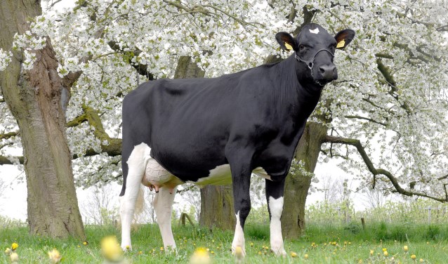 Op Hemelvaartsdag is het Open Boerderijendag