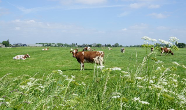 Koeien in de Bovenkerkerpolder. Tijdens de Amstellanddag zetten verschillende boeren de staldeuren open voor het publiek.