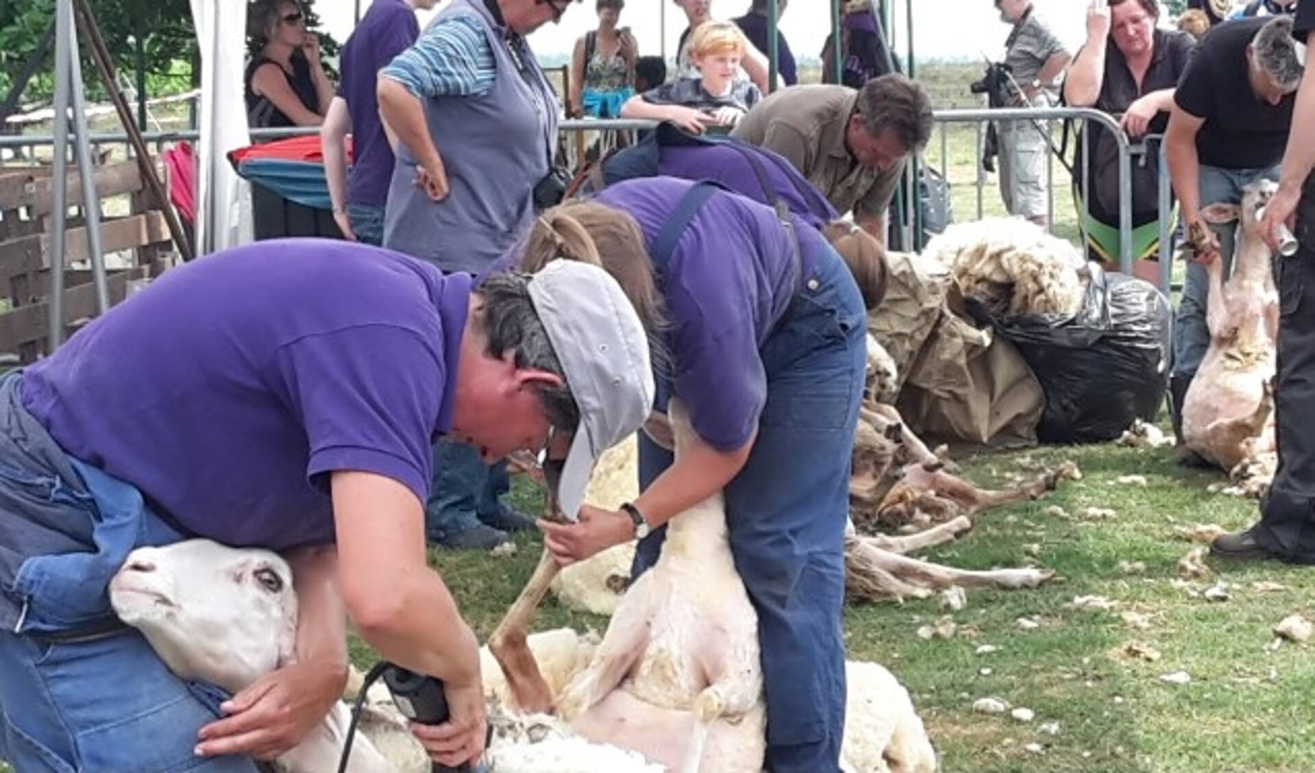 De laatste schapen van de schaapskudde worden geschoren tijdens het schaapscheerdersfeest.