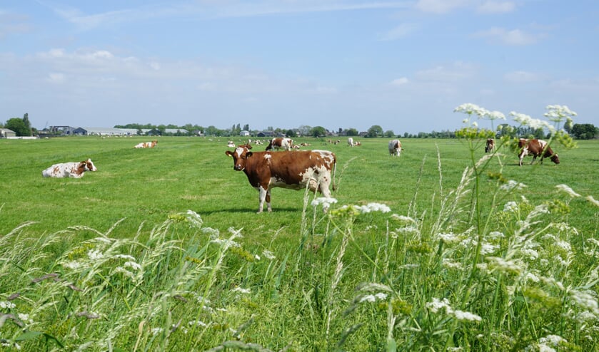 Koeien in de Bovenkerkerpolder. Tijdens de Amstellanddag zetten verschillende boeren de staldeuren open voor het publiek.