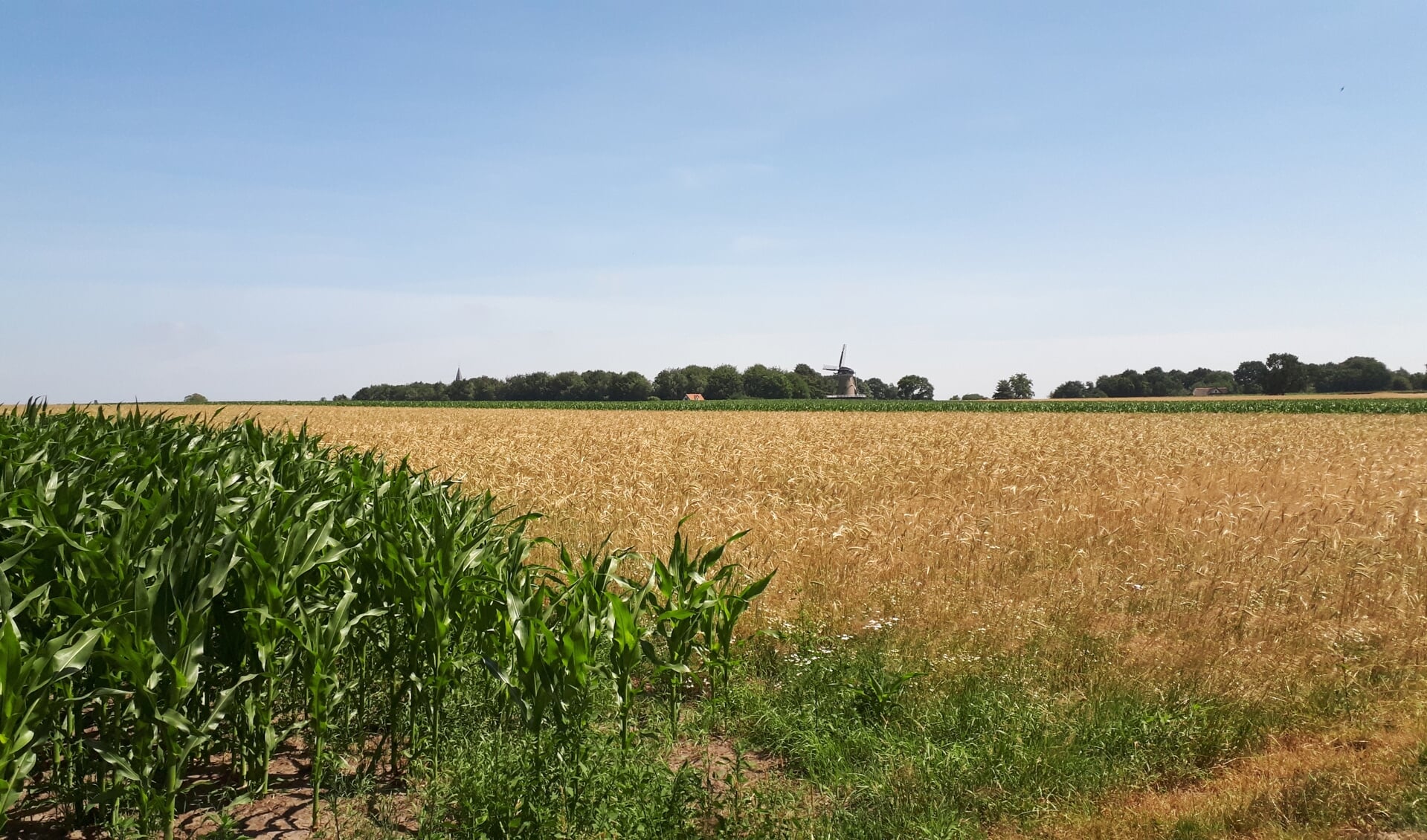 Het goudgele koren op de Engh met de molen en de kerk van Soest op de achtergrond