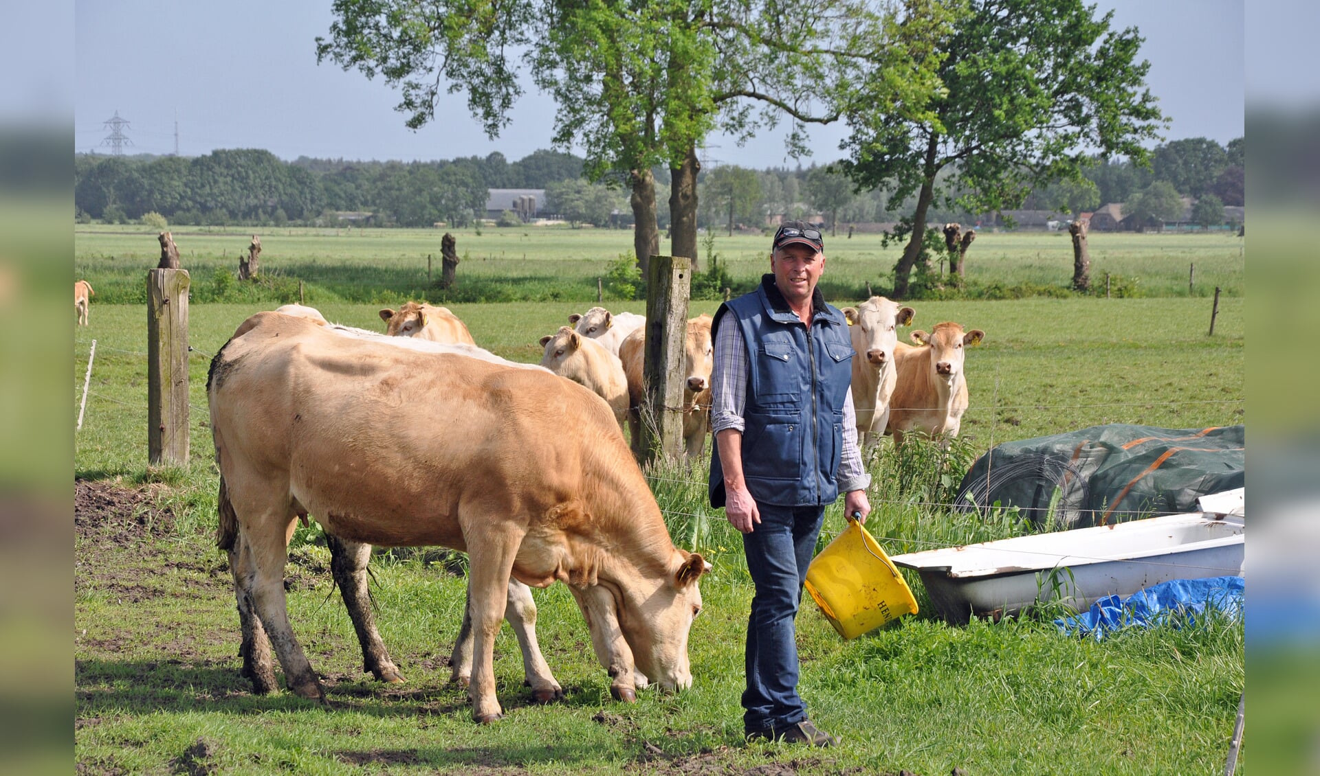 André van Dorresteijn in de weer met zijn koeien aan de Peter van den Breemerweg.