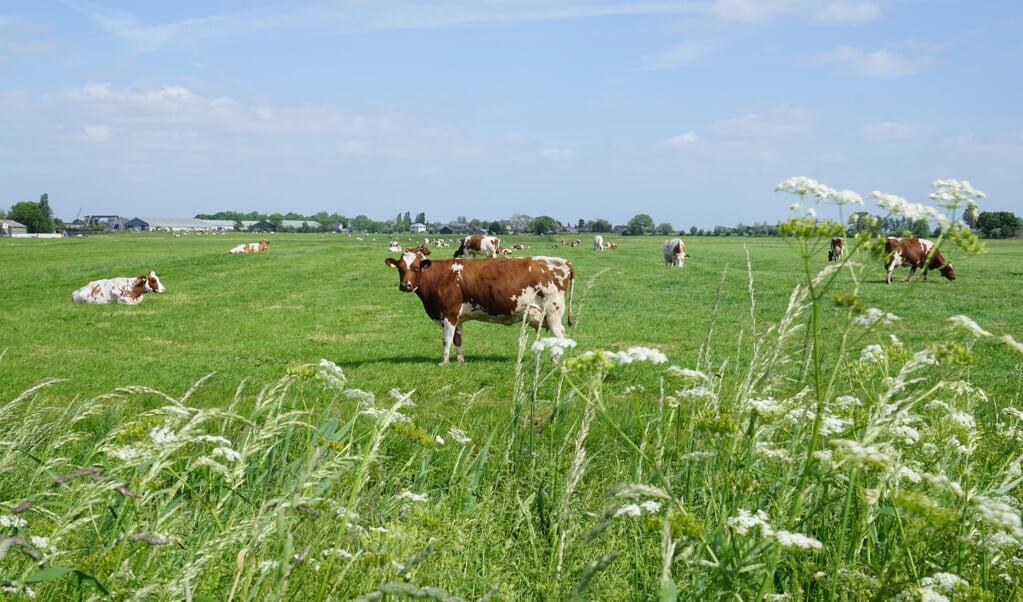 Koeien in de Bovenkerkerpolder. Tijdens de Amstellanddag zetten verschillende boeren de deuren van de stallen open voor het publiek.