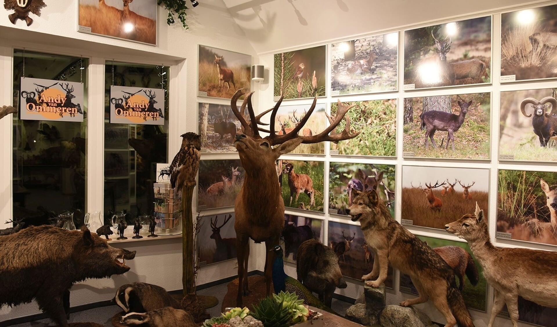 De expositieruimte van Andy van Ommeren met een selectie van zijn foto's en tal van opgezette dieren. 