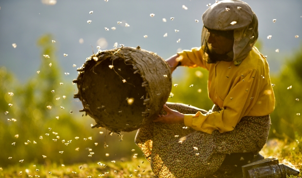 Honeyland is een van de films waarmee Filmhuis Artishock vanaf volgende week weer gaat draaien.