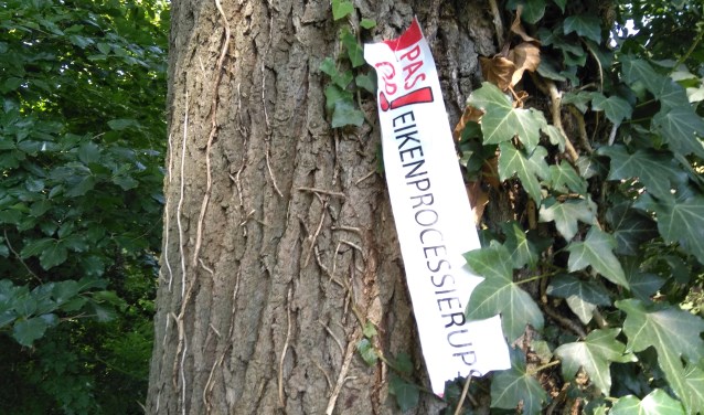 Eén van de vele bomen met de eikenprocessierups.