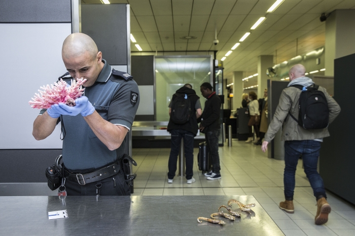 Douanier die koraal controleert