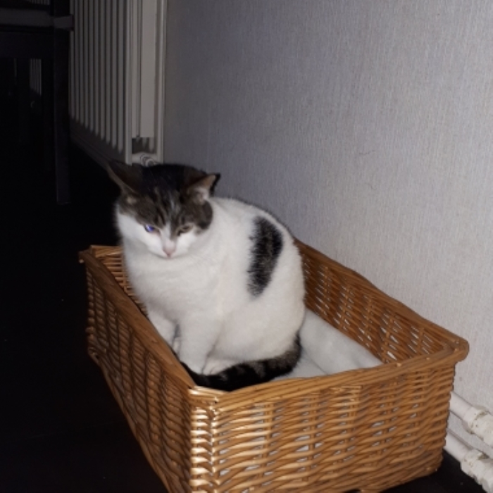 Vermiste kater v.Lyndenlaan Hoevelaken