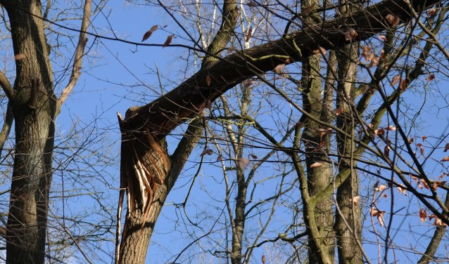 In de Bergwegbosjes hangen veel (bijna) loshangende takken