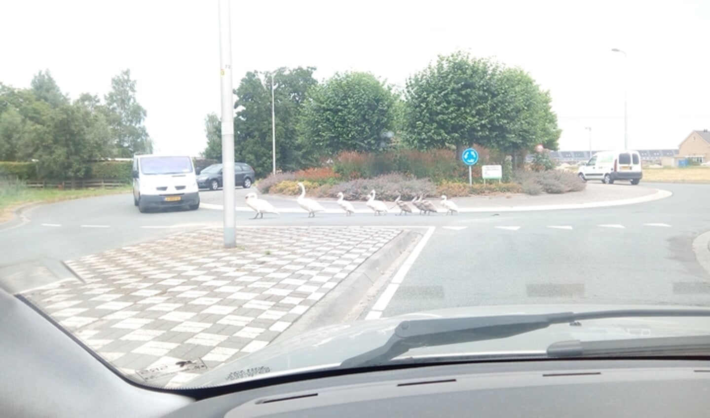 Anneke Van de Wetering spotte deze zwanen op de eerste rotonde van de Ketelweg en vraagt zich af of de zwanen in de fout zijn, of dat het Engelse zwanen op vakantie zijn.