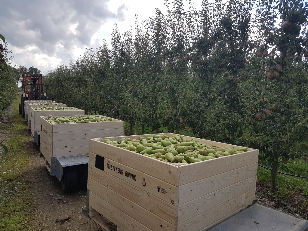 De perenoogst