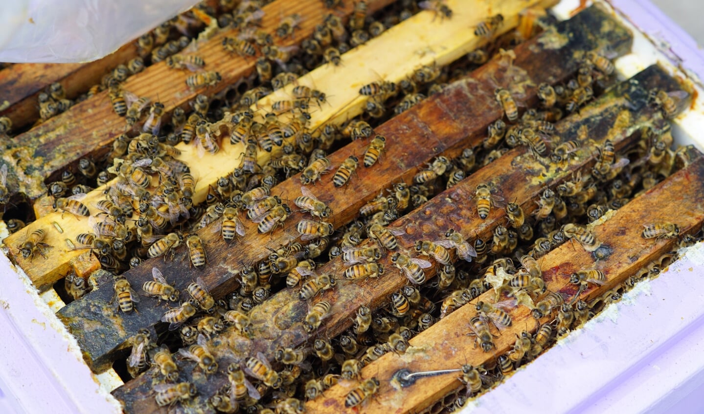 Deze bijen zijn onderdeel van het project. 