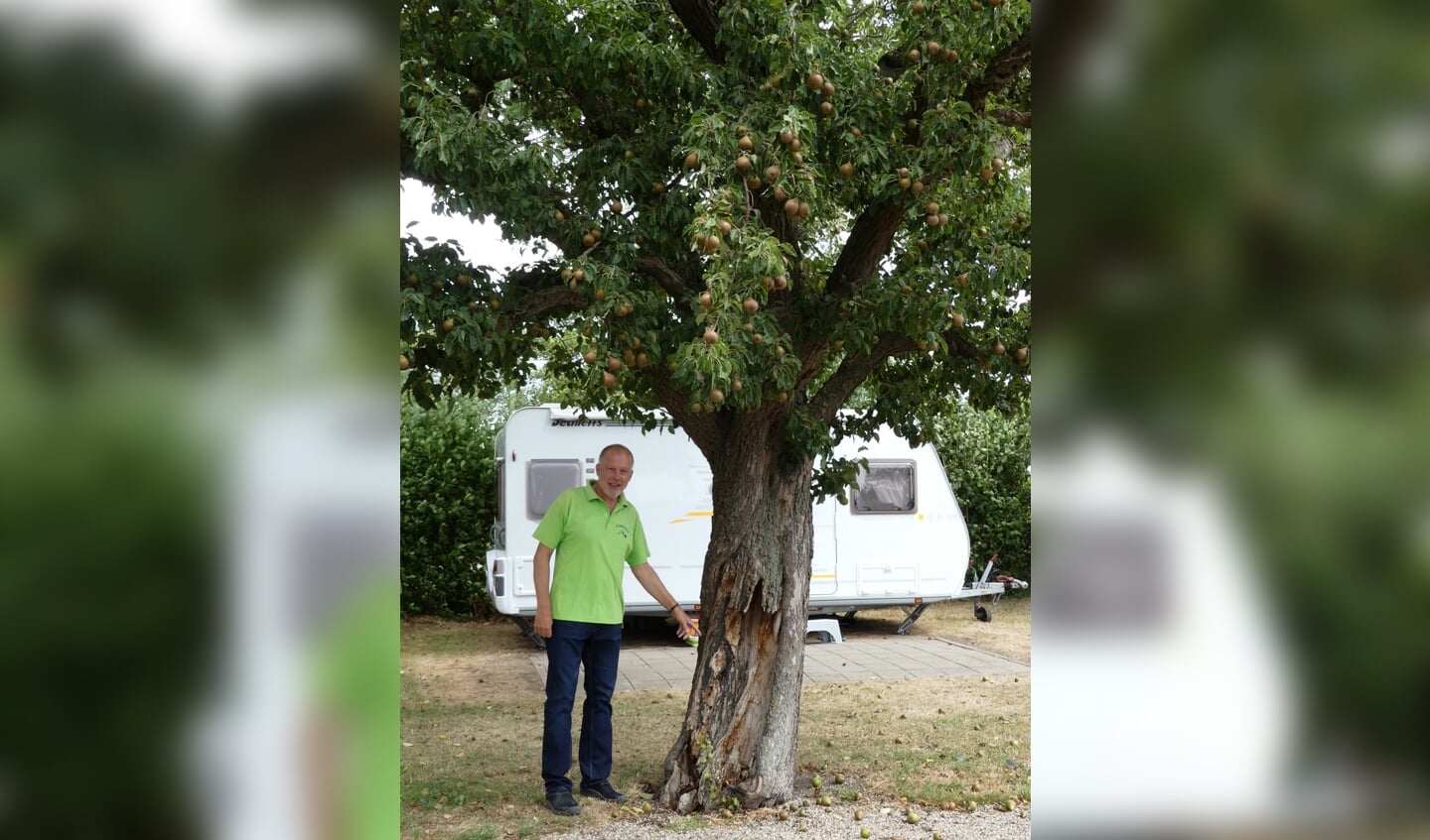 Joop Mocking bij de ruim 150 jaar oude perenboom