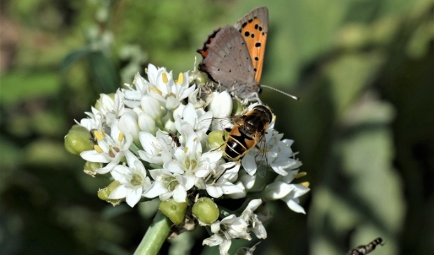 <p>Groei en Bloei geeft een lezing over klimaatverandering en toekomstig tuinieren</p>