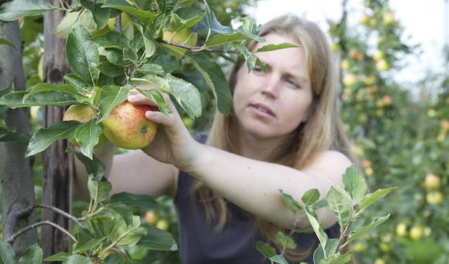 Djûke plukt appels