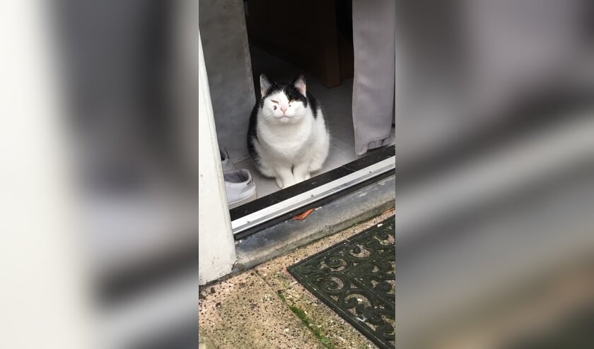 Vermiste poes Gasthuisstraat Nijkerk)