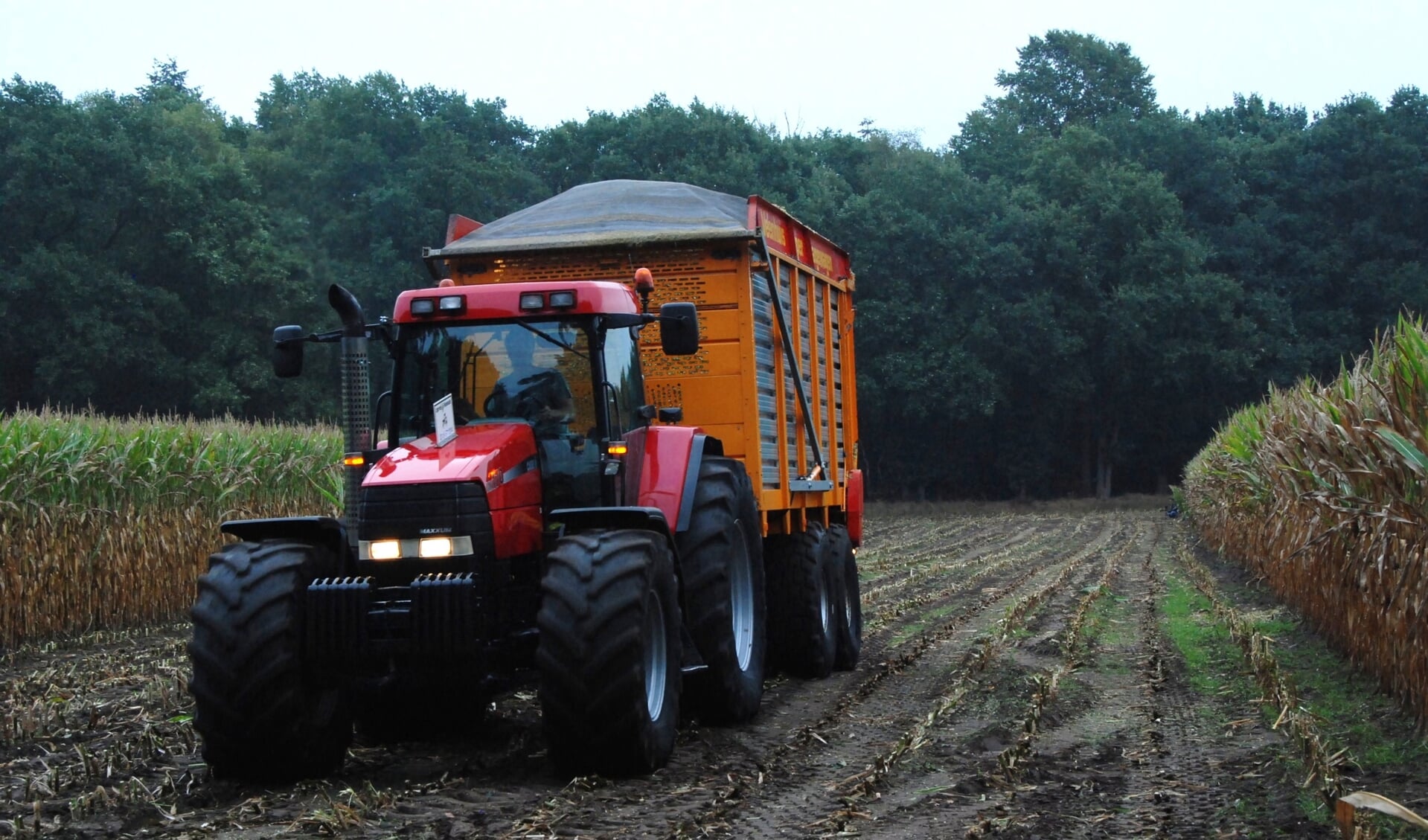 Een tractor en een volle silagewagen rijdt het maisveld af. 
