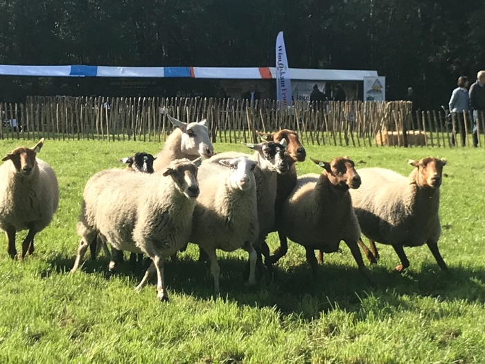 De Schapen worden bijeen gedreven
