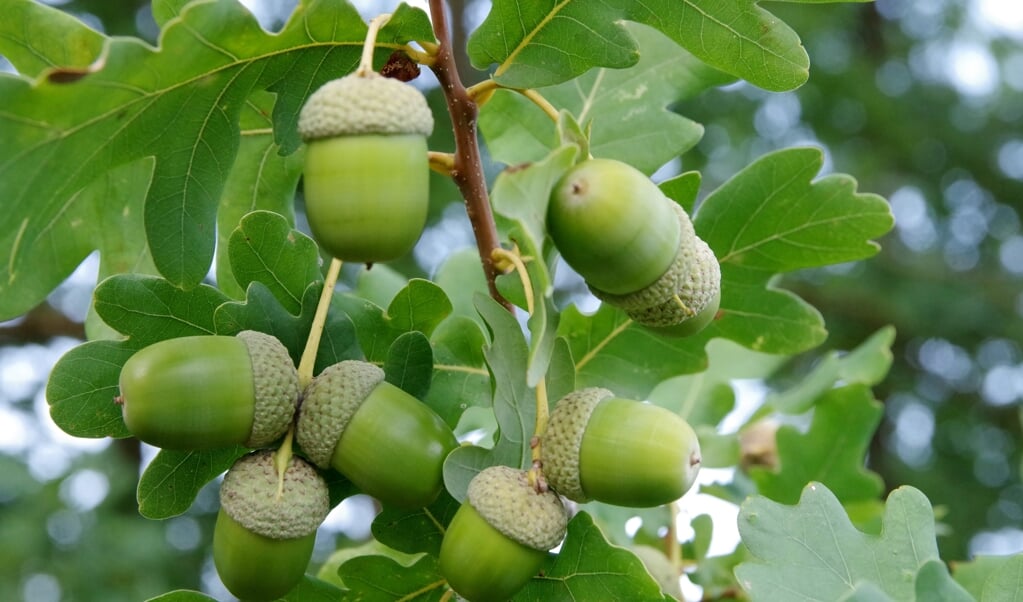 '6,4 Miljoen Kilo Eikels En Beukennootjes Aan Veluwse Bomen ...