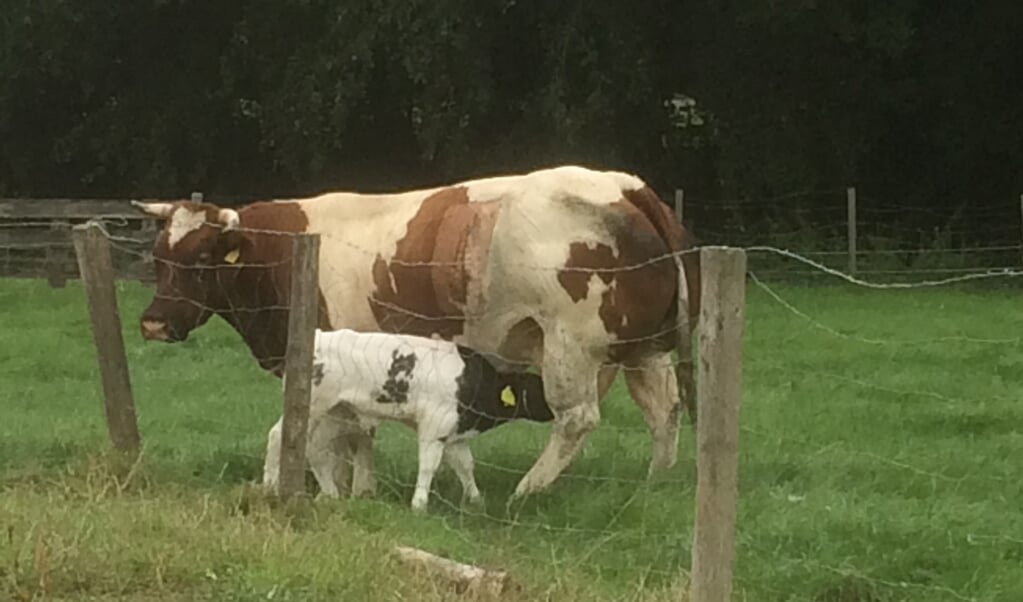 Nog een J geboren in Weteringbrug