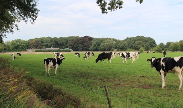 ,,Frappant dat we in een boerendorp discussie hebben of dieren wel of niet buiten mogen lopen'', aldus Jhony Stalman.