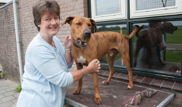 Elles van Houtert van Amivedi neemt aan de Eemweg even een kijkje bij Dierentehuis 't Hart, waarmee nauw wordt samengewerkt.