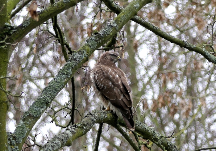 Buizerd in Haarlemmermeerse Bos