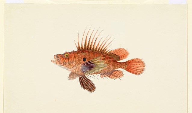 Een van de aquarellen die bij Teylers Museum te zien is.