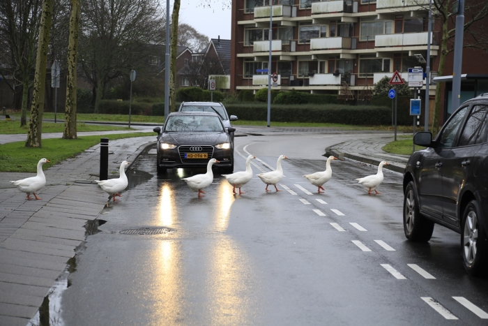 Overstekende ganzen