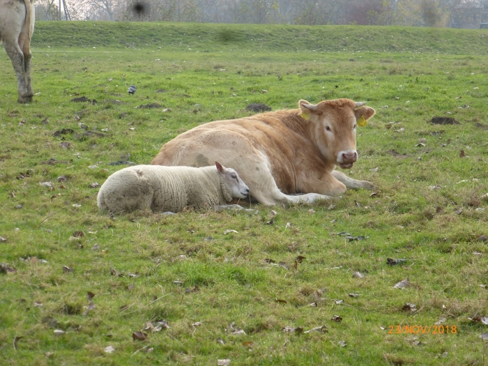Lekker warm bij de koe