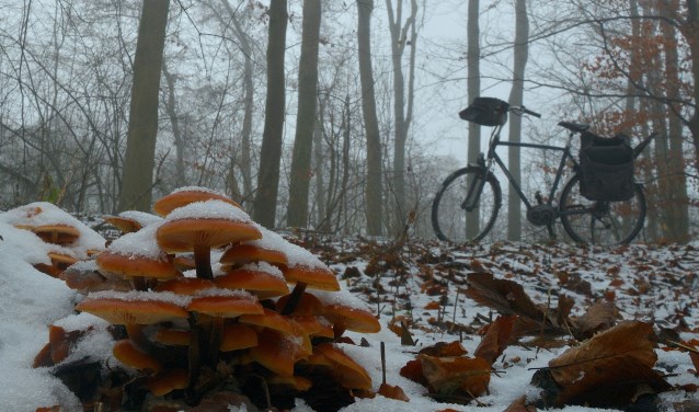 Fluweelpootjes met een besneeuwd dakje.